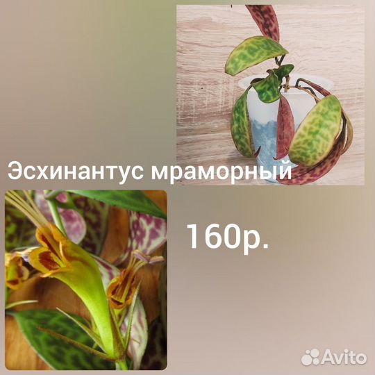 Хойя