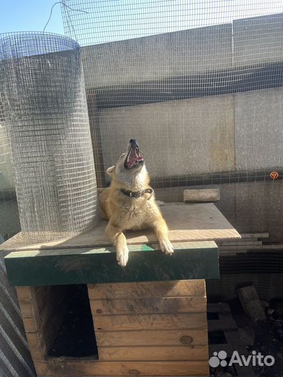 Западно сибирская лайка