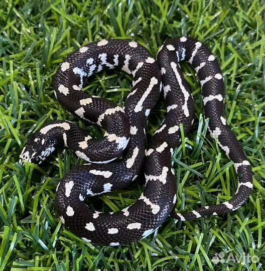 Экзотические животные