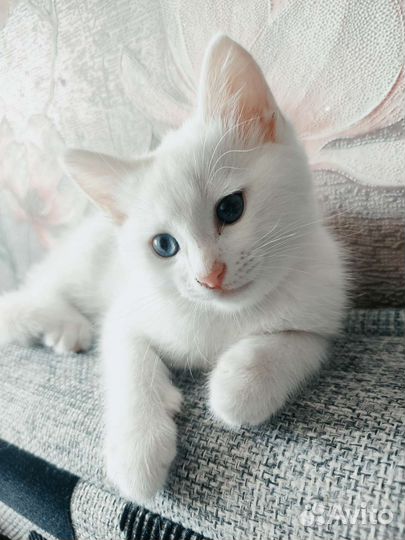 Белый котёнок мальчик