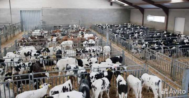 Бычки телята