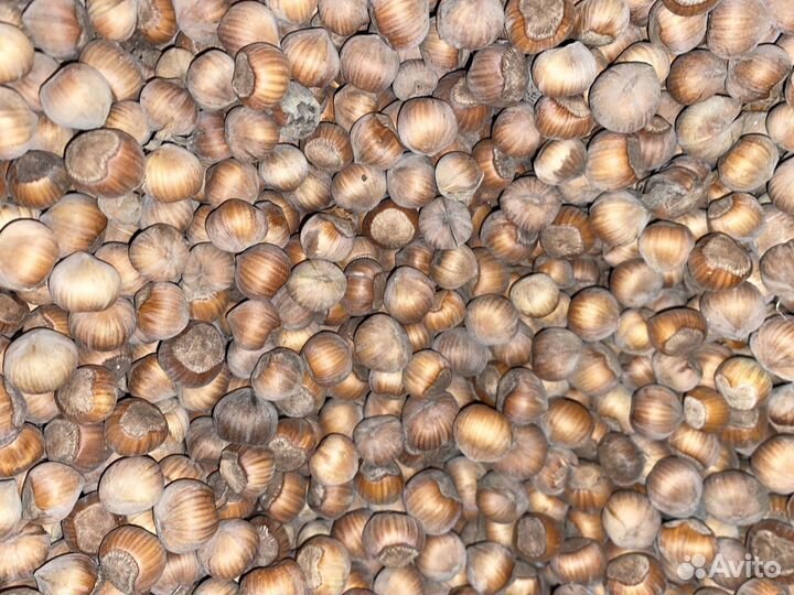 Фундук в скорлупе