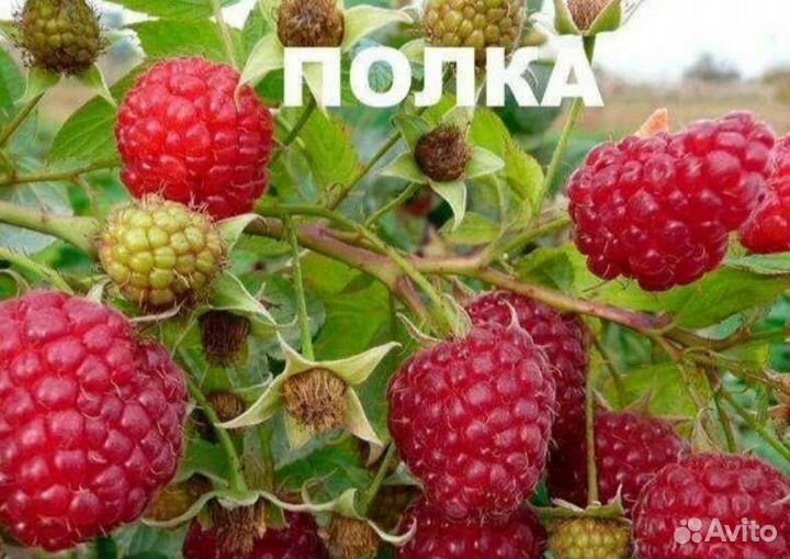 Малина саженцы