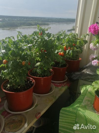 Томаты 
