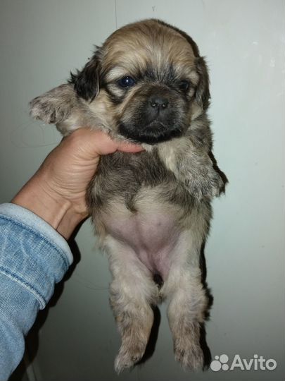 Щенки пекинеса