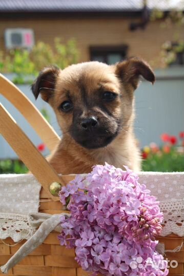 Щенок метис маленькой собачки в дар