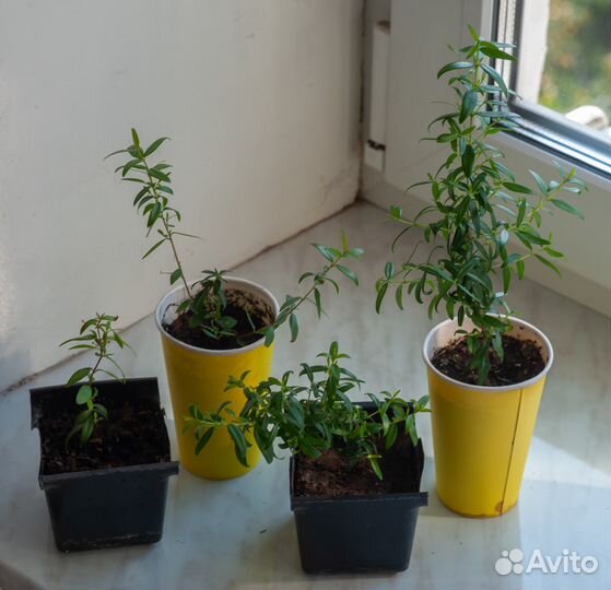 Комнатные цветы мирт