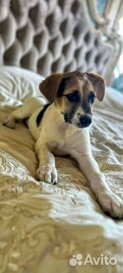 Малышечка Кира/метиска джек Рассел терьера