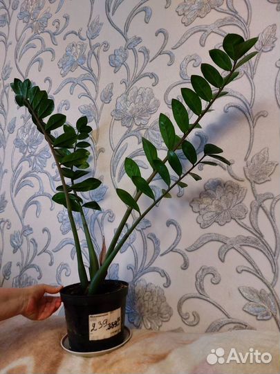 Продам Замиокулькас