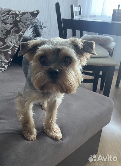 Случка той-терьер