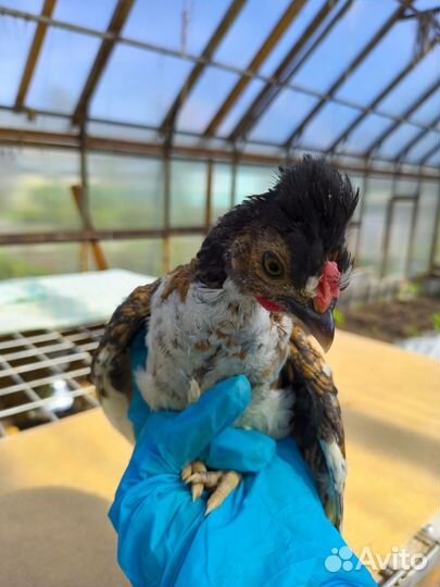 Бентамки карликовые куры