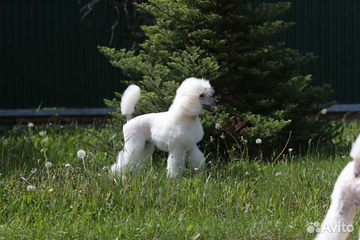Щенки пуделя белые