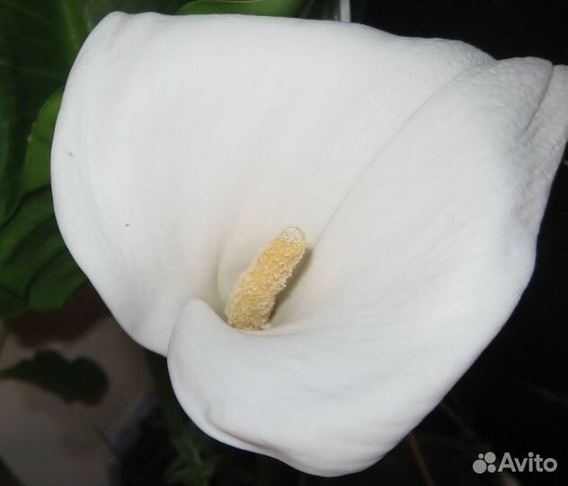 Калла вечнозеленая белая зандеския