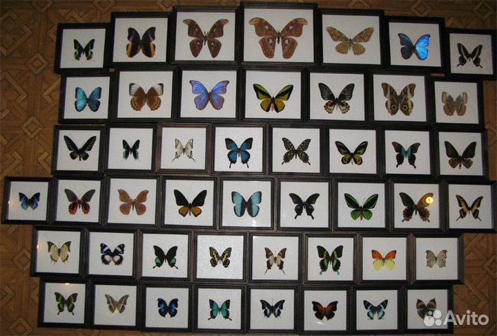 Тропические бабочки, жуки и др. насекомые в рамках