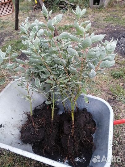 Дерен пестролистный зкс