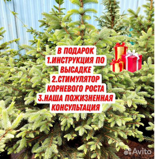 Елка ель голубая в горшке Ольденбург Глаука