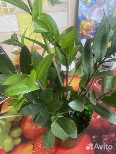 Замиокулькас