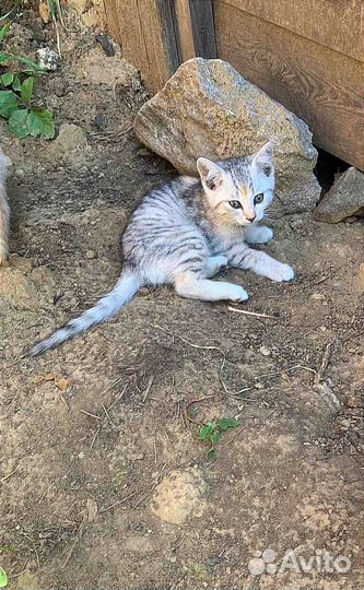 Британский котёнок