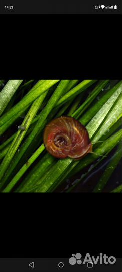 Отдам улиток