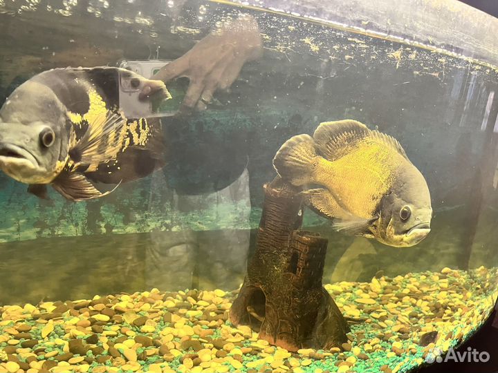 Аквариумные рыбки и аквариум