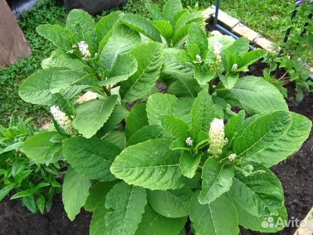 Лаконос лечебный многолетник