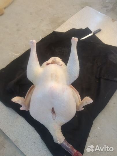 Индюки домашние