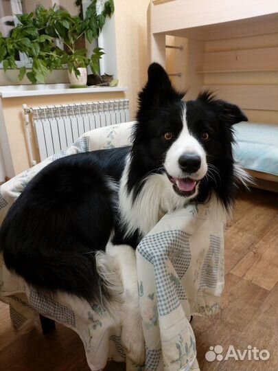 Бордер колли вязка