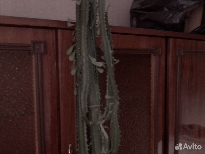 Эуфорбия (молочай трёхгранный)