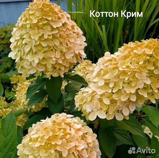 Гортензия метельчатая