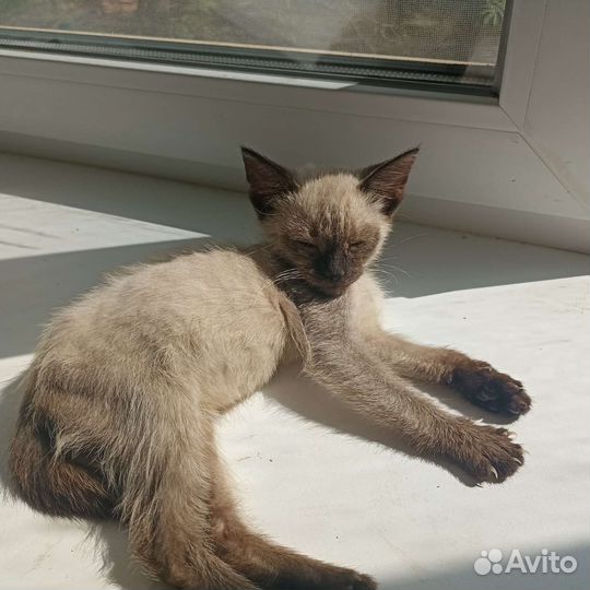 Тайская кошечка