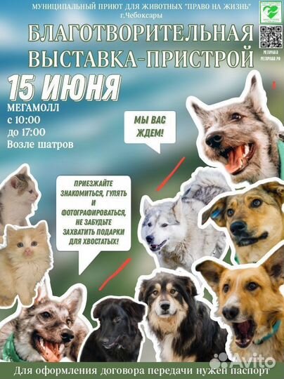 Кошки и собаки
