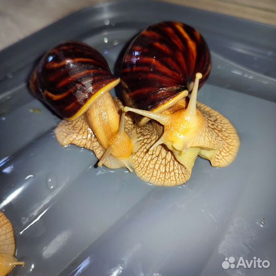 Улитки ахатины