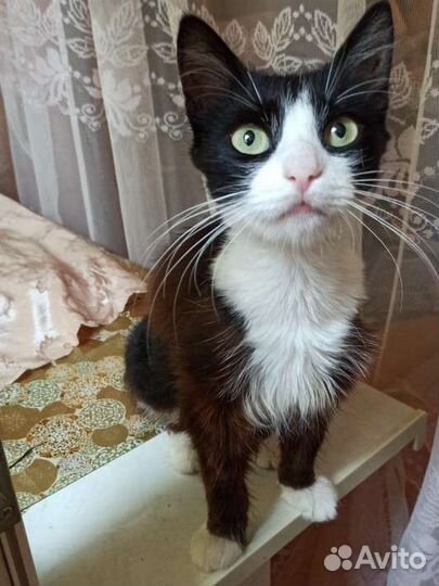 Кошка Ксюша