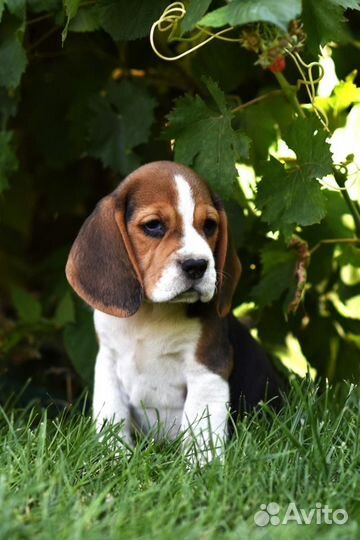 Щенки бигль