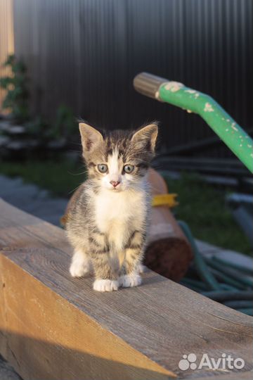 Безхвостый Котенок