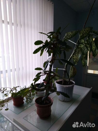 Диффенбахия