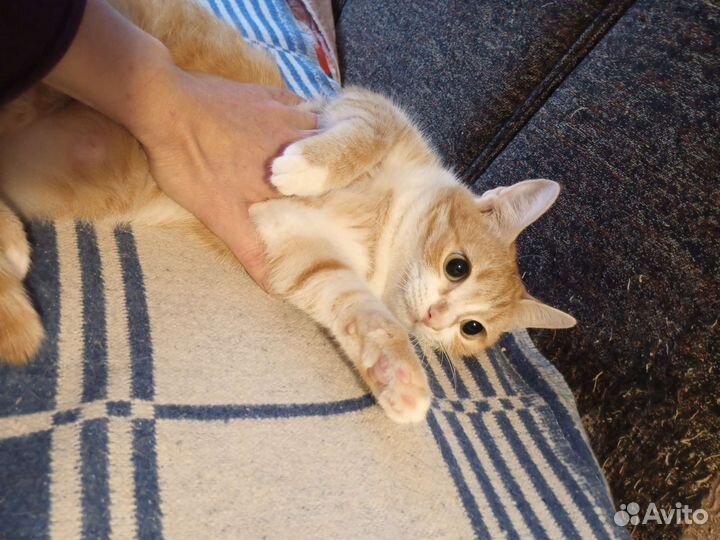 Кошка злата