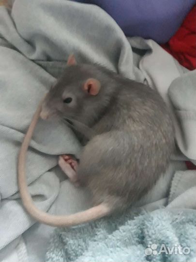 Крыса с клеткой