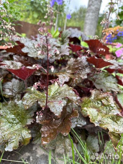 Саженцы гейхеры