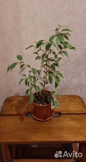 Фикус бенджамина