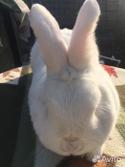 Кролик нзб, нзк, бсс