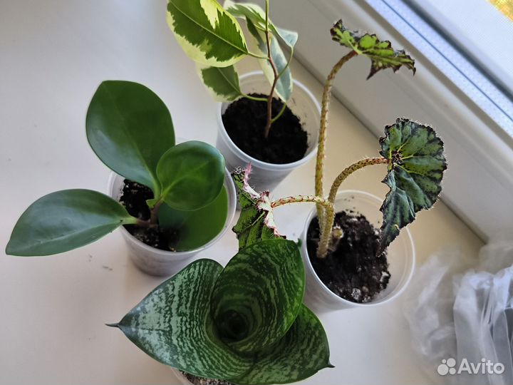 Комнатные цветы. Цена за все