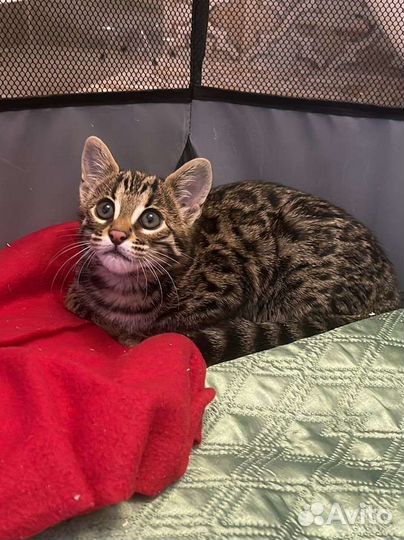 Бенгальская кошка ф1