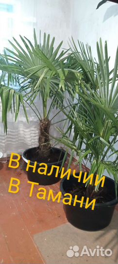 Пальма трахикарпус веерная