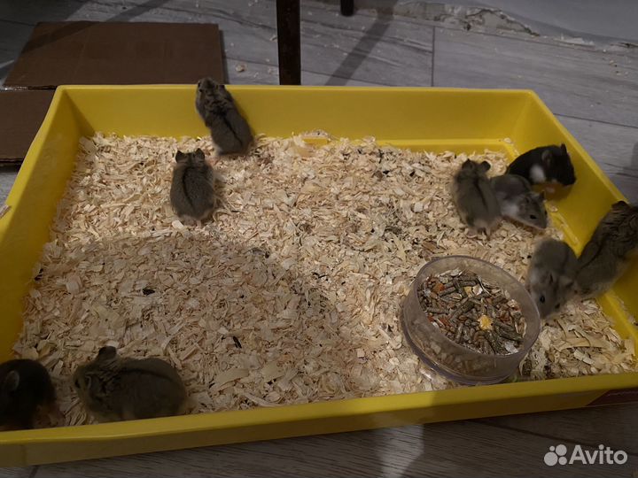 Джунгарский хомяк