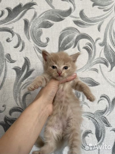 Котята мейн-кун помесь