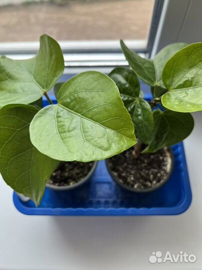 Гибискус сортовой Persian Rug