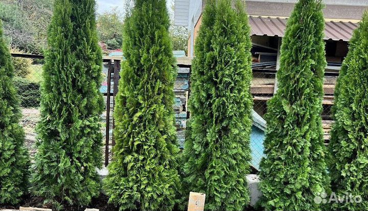 Туя с бесплатной доставкой