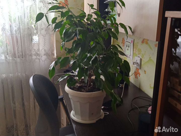 Комнатные цветы