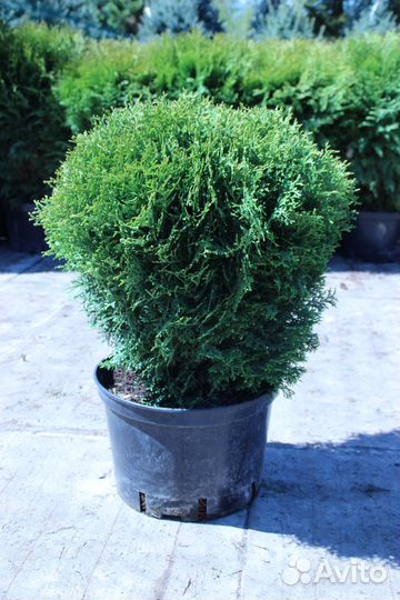 Туя западная Hoseri